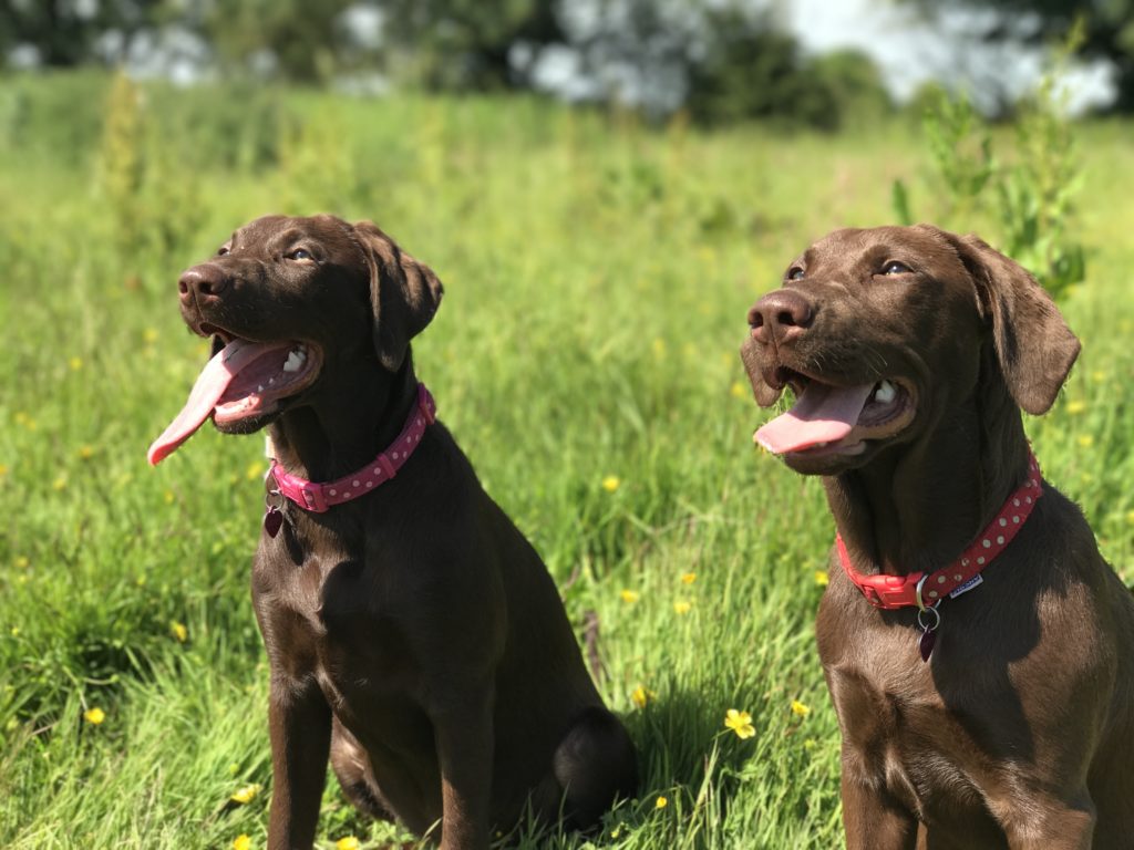 deux labradors dans un champ